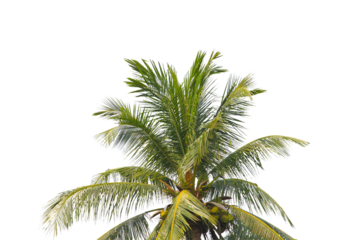 green coconut leaf or tree branch isolated on white background.Selection focus.