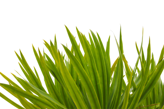 green coconut leaf or tree branch isolated on white background.Selection focus.