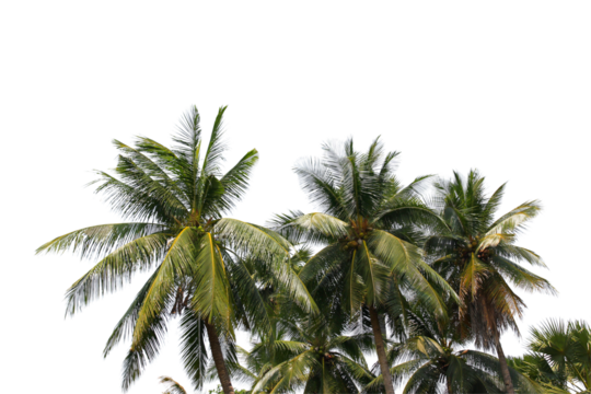 green coconut leaf or tree branch isolated on white background.Selection focus.