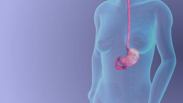 Stomach anatomy of female medical concept