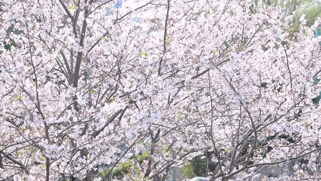 桜吹雪が美しい風景　日本の春