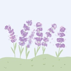 Obraz premium Purple flowers