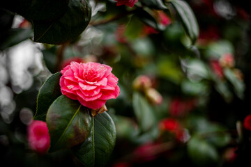 Pink Rose In The Garden