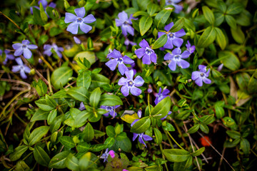 Spring Flowers In The Grass