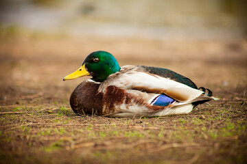 Duck Next To The River