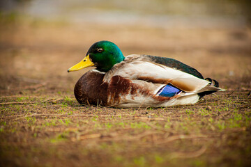 Duck Next To The River
