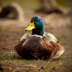 Duck Next To The River