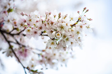 White Flowers In The Garden