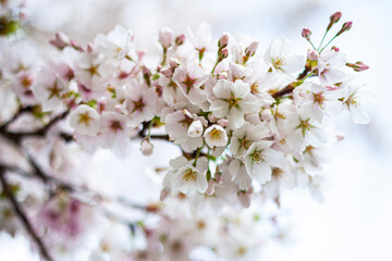 White Flowers In The Garden