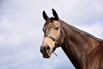 Dun horse head portrait against a moody grey sky