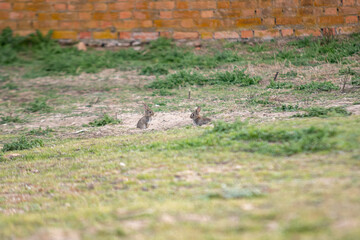 Two little bunnies looking at each other in the field with their ears pricked.
