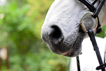 Close up of grey horse's mouth and nose wearing snaffle bit and bridle