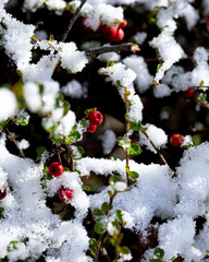Red berries covered with snow in winter. Snow melting in the morning sun on a pyracantha bush covered with bright red berries.