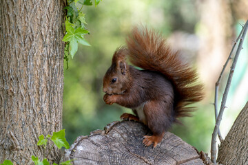 Portrait of squirrel  sitting on branch