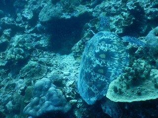 Naklejka premium セブダイビング