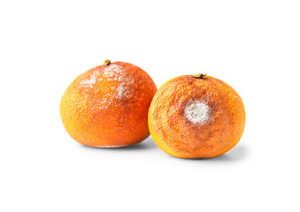 Two moldy tangerines on a white background.