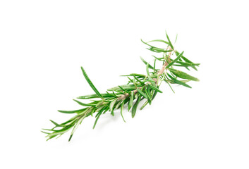 Rosemary isolated on white background. Fresh spice herbs. Seasoning for meat and fish. Recipe.