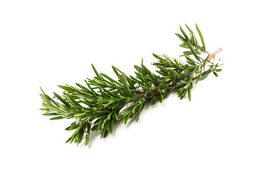 Rosemary isolated on white background. Fresh spice herbs. Seasoning for meat and fish. Recipe.
