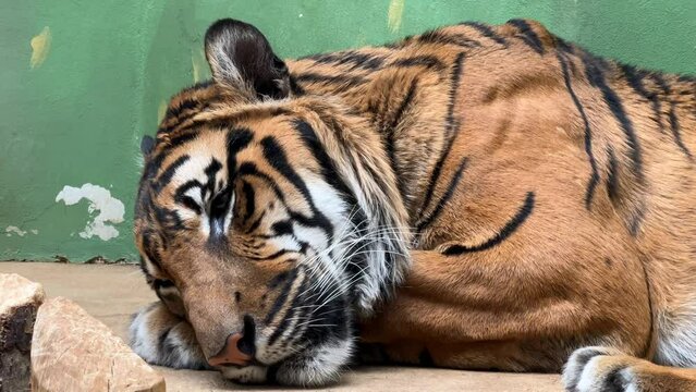 A relaxed tiger lies awake and struggles with sleep.