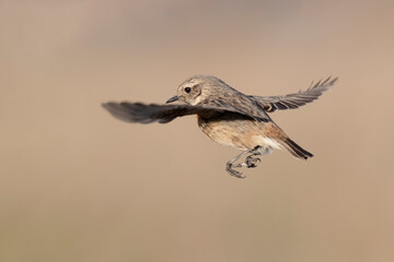 Acrobatic flight of the European stonechat female (Saxicola rubicola).
