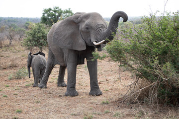 elephant protect baby