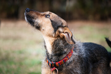 Cute rescue dog photography
