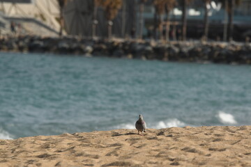 Un pigeon sur une plage en espagne