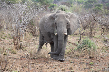 Fototapeta na wymiar elefant in savannah