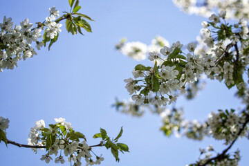 tree branch with sky