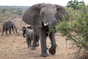 Obraz premium elephant in the savannah