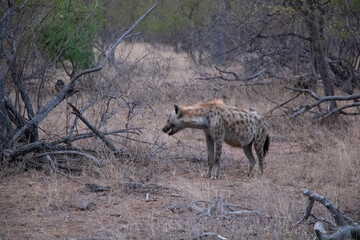 Naklejka na ściany i meble hyena in savannah