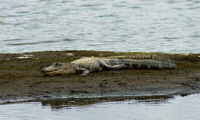 Young Alligator getting sun