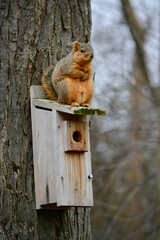 Squirrel