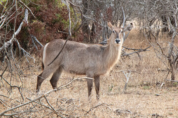 white deer in savannah