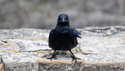 crow on the ground