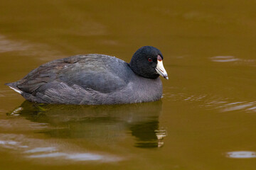 american coot duck