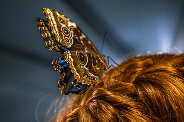 the butterfly on the head