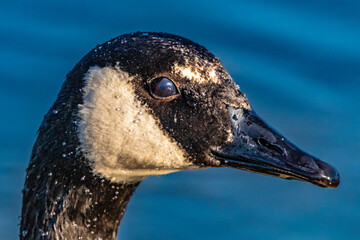 portrait of a goose