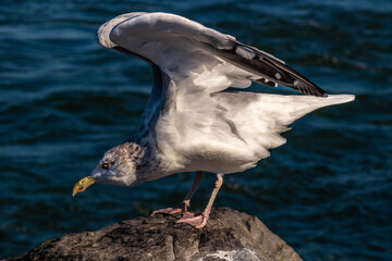 seagull on the rocks