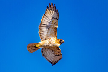 Fototapeta premium red tailed hawk in flight