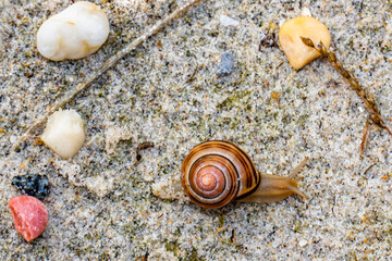 Snail in sand