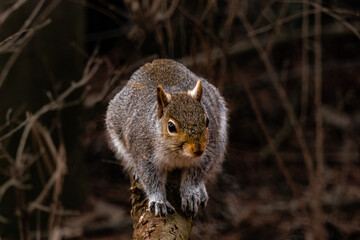 squirrel on a branch