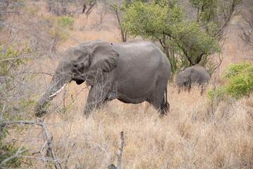 Fototapeta premium elephants in the savannah