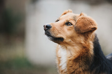 Portrait of a rescued dog