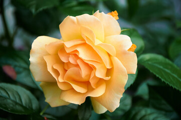 Yellow roses close-up in the garden. Beauty and tenderness and celebration. Nature