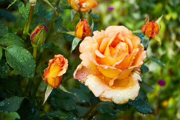 Yellow rose with raindrops in the garden. Sunny summer day after rain.