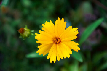 Yellow coreopsis in the summer garden close-up