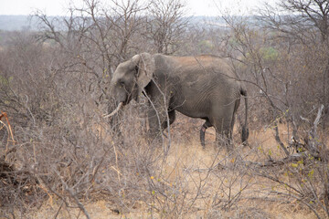 Obraz na płótnie Canvas elefant in savannah