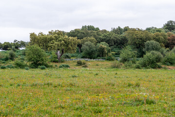 Colmenas de abejas en la pradera un día nublado.
