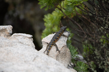 lizard on rock